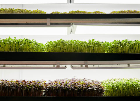 How Vertical Farming Helps Build More Sustainable Food Systems - Aqueus