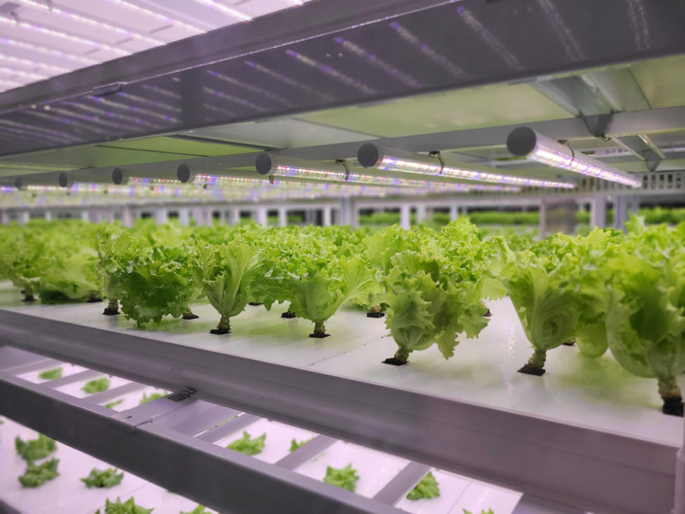 How Vertical Farming Helps Build More Sustainable Food Systems - Aqueus